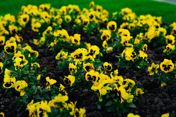 Flores un dia de primavera 