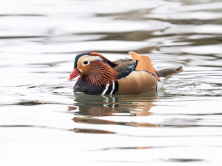 Mandarinente im Teich auf Nahrungssuche