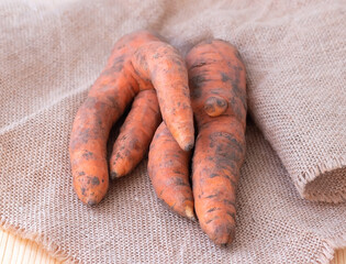 Trendy ugly organic carrots from home garden on a wooden barn table. Selective focus.