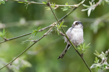 Mésange à longue queue - Orite à longue queue sur branches, cerisier et fleurs au printemps. Plumes et matériel pour le nid dans le bec. 