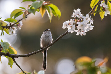 Mésange à longue queue - Orite à longue queue sur branches, cerisier et fleurs au printemps. Plumes et matériel pour le nid dans le bec. 