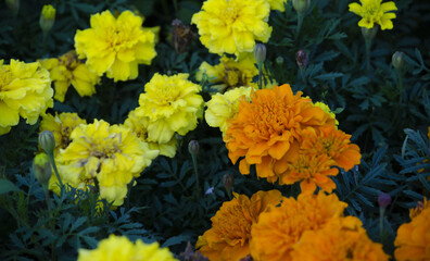 Calendula, or Marigold (lat.Calendula) is a genus of herbaceous plants of the Asteraceae family.