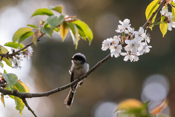 Mésange à longue queue - Orite à longue queue sur branches, cerisier et fleurs au printemps. Plumes et matériel pour le nid dans le bec. 