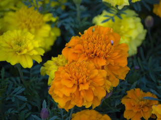 Calendula, or Marigold (lat.Calendula) is a genus of herbaceous plants of the Asteraceae family.
