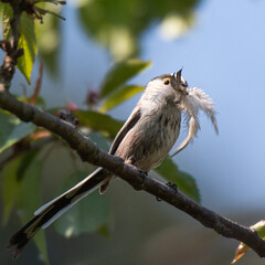 Mésange à longue queue - Orite à longue queue sur branches, cerisier et fleurs au printemps. Plumes et matériel pour le nid dans le bec. 
