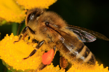 Biene, Rainfarn, Apis, Bluete, Nektar, Honig, Thueringen, Deutschland, Europa   --   
Bee, Tansy, Apis, Blossom, Nectar, Honey, Thuringia, Germany, Europe
