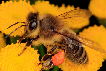 Biene, Rainfarn, Apis, Bluete, Nektar, Honig, Thueringen, Deutschland, Europa   --   
Bee, Tansy, Apis, Blossom, Nectar, Honey, Thuringia, Germany, Europe