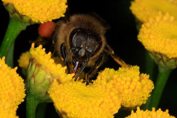 Biene, Rainfarn, Apis, Bluete, Nektar, Honig, Thueringen, Deutschland, Europa   --   
Bee, Tansy, Apis, Blossom, Nectar, Honey, Thuringia, Germany, Europe
