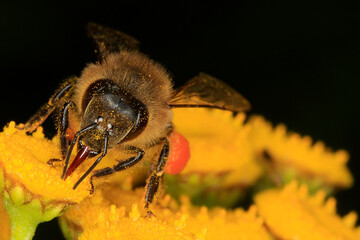 Biene, Rainfarn, Apis, Bluete, Nektar, Honig, Thueringen, Deutschland, Europa   --   
Bee, Tansy, Apis, Blossom, Nectar, Honey, Thuringia, Germany, Europe