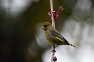 Verdier d'europe, passereau france sur branches au printemps