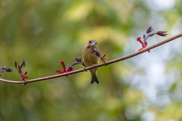 Verdier d'europe, passereau france sur branches au printemps