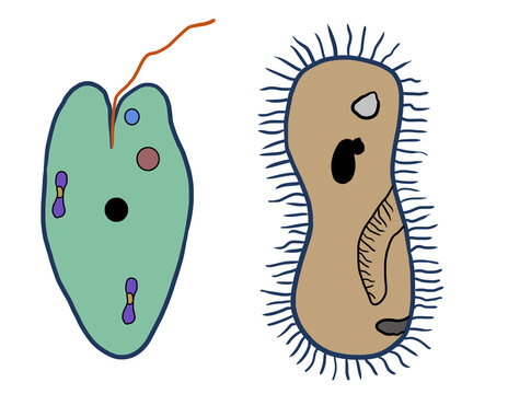 The cell, which is the smallest unit of living things in terms of structure and function. paramecium and euglena illustrated expression.