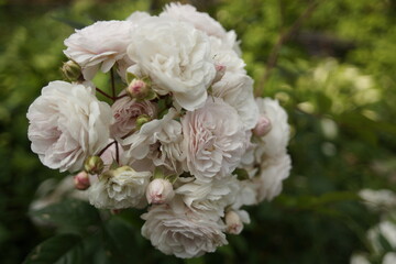 white and pink roses in the garden