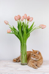 funny red cat and vase with bouquet of pink flower on the table close up with space for your text. cute fluffy domestic kitten with beautiful tulip postcard isolated. young healthy cat