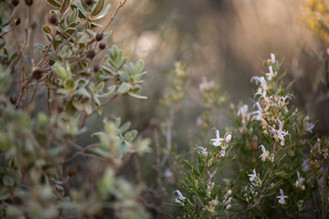 flor del romero en primavera