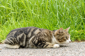 A cat lying on asphalt in front of tall grass. He looks like he is ready to pounce on something.