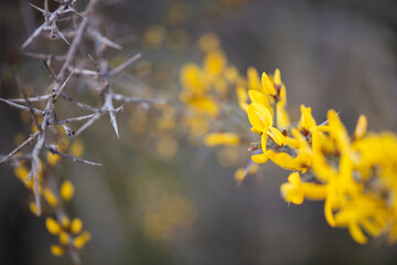 floración, primavera, tomillo, 