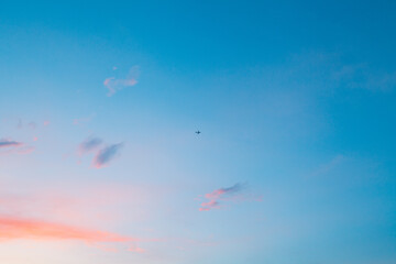 flying birds in the sky