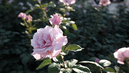 pink rose in the garden