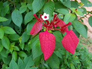 Poinsettia  (Euphorbia pulcherrima) with morning dew Euphorbiaceae family, Amazon rainforest, Brazil