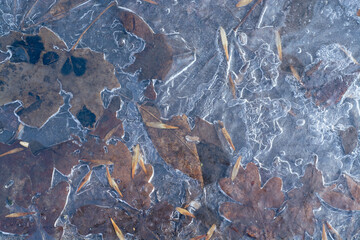 leaves frozen in ice on the ground