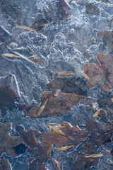 leaves frozen in ice on the ground