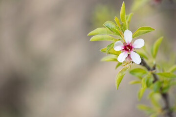 Flor del almendro, preciosos colores atardecer en primavera floración de la almendra