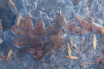 leaves frozen in ice on the ground