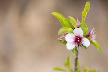 Flor del almendro, preciosos colores atardecer en primavera floración de la almendra
