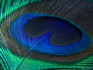Pluma