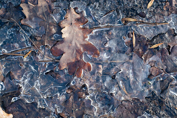 leaves frozen in ice on the ground