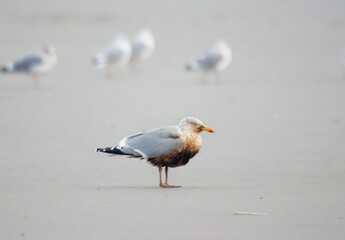 Oil spill on sea; an oiled Herring gull on the beach