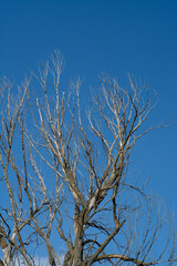 branches against blue sky