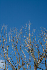 branches against blue sky