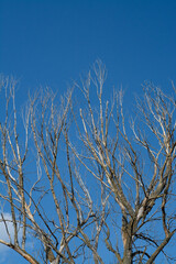 branches against blue sky