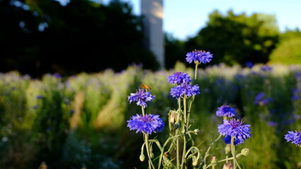 Obraz premium flowers and a bee in the field
