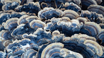 blue mushrooms background © EvhKorn