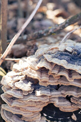 blue mushrooms on a tree
