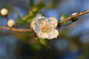 Apfelblüten im Schwarzwald