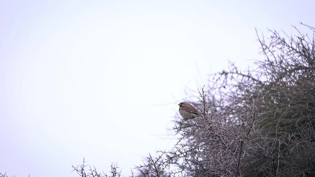 Close up video of a male cirl bunting small passerine bird sitting on a bush.