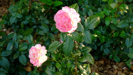 pink flowers in a garden