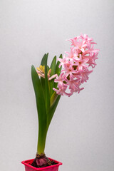 pink blooming hyacinth on a gray background