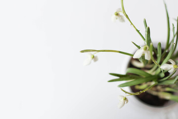 Conceptual photo.Snowdrop flowers in vase on white background. Springtime. Easter decor. Snowdrop in glass pot