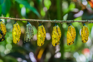 Butterfly pupae on Siquijor island, Philippines