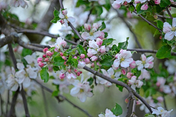 Blooming apple-tree buds in spring close-up.
