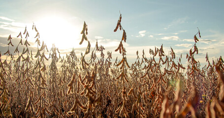 soybean dry plantation with sky on the horizon sunset view