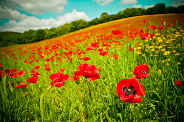 Poppy field and sky