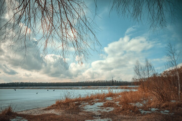 landscape with trees