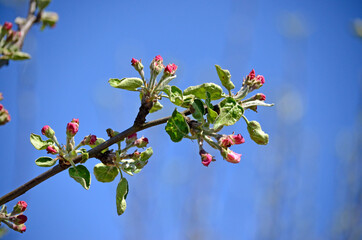 Blooming apple-tree buds in spring close-up.