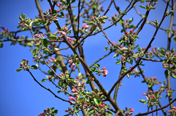 Blooming apple-tree buds in spring close-up.